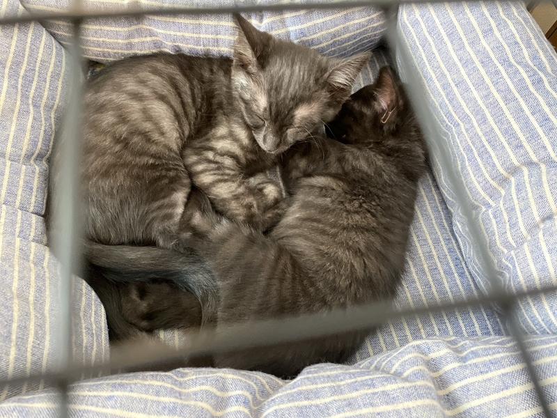 f:id:mappeke:20210810180740j:plain