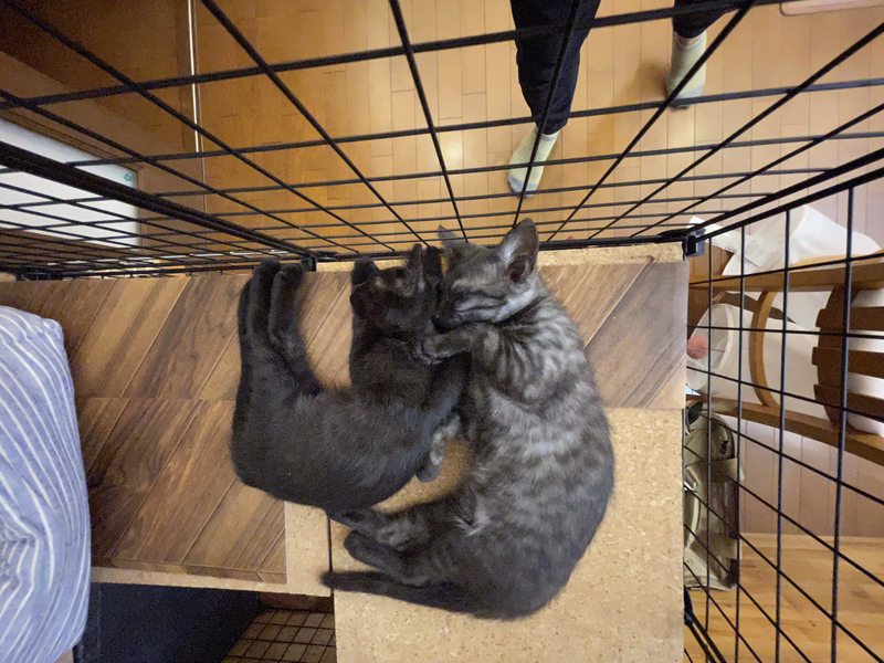 f:id:mappeke:20210810180750j:plain