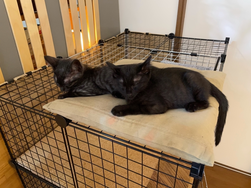 f:id:mappeke:20210810180803j:plain