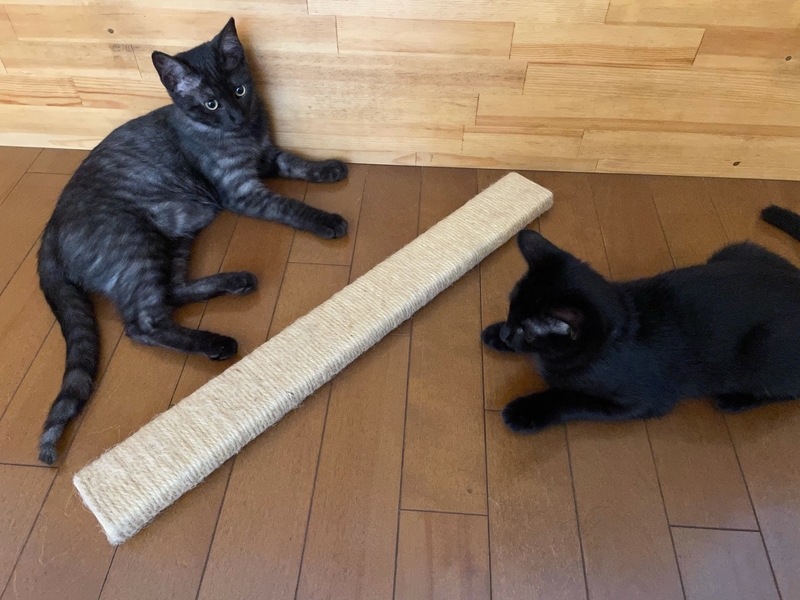 f:id:mappeke:20210813161818j:plain