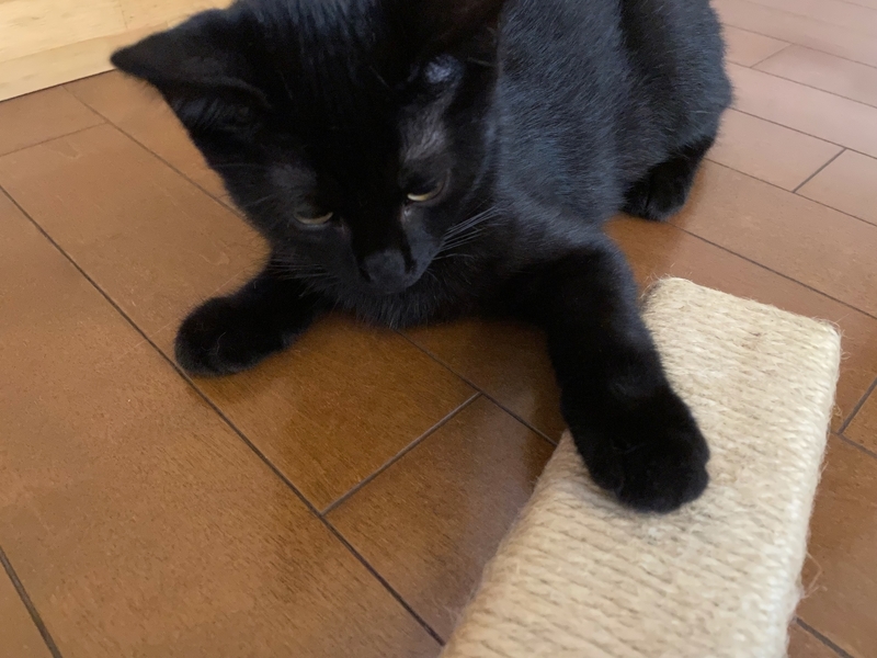 f:id:mappeke:20210813162006j:plain