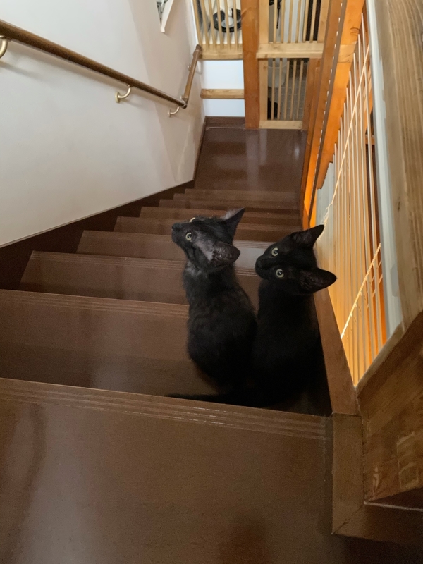 f:id:mappeke:20210813174132j:plain