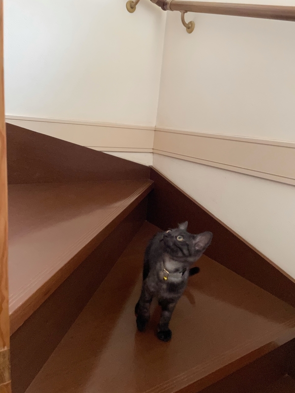 f:id:mappeke:20210813174158j:plain