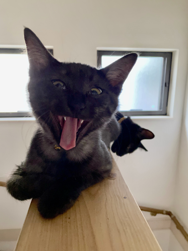 f:id:mappeke:20210813174407j:plain