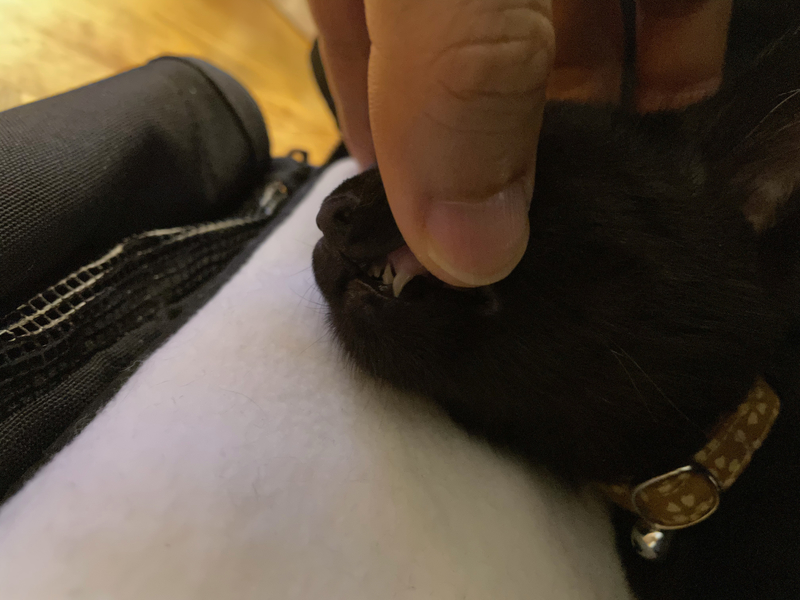 f:id:mappeke:20210814164209j:plain