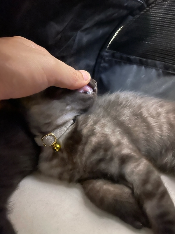 f:id:mappeke:20210814164222j:plain