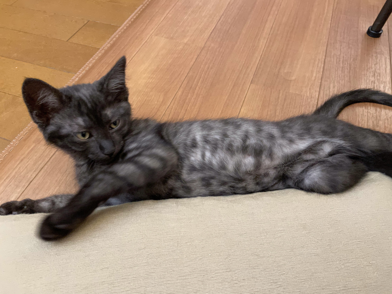 f:id:mappeke:20210914202102j:plain