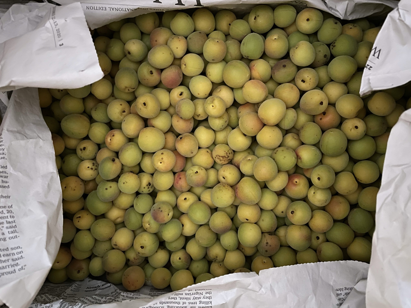 f:id:mappeke:20211101215917j:plain