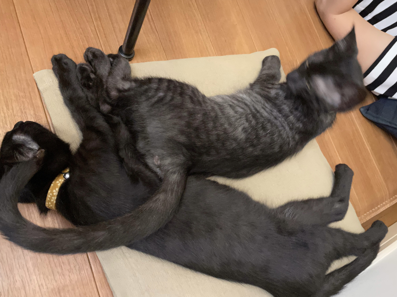 f:id:mappeke:20211102155733j:plain