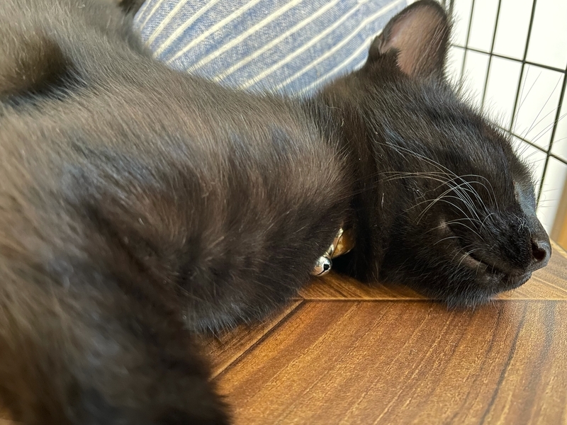 f:id:mappeke:20211102192434j:plain