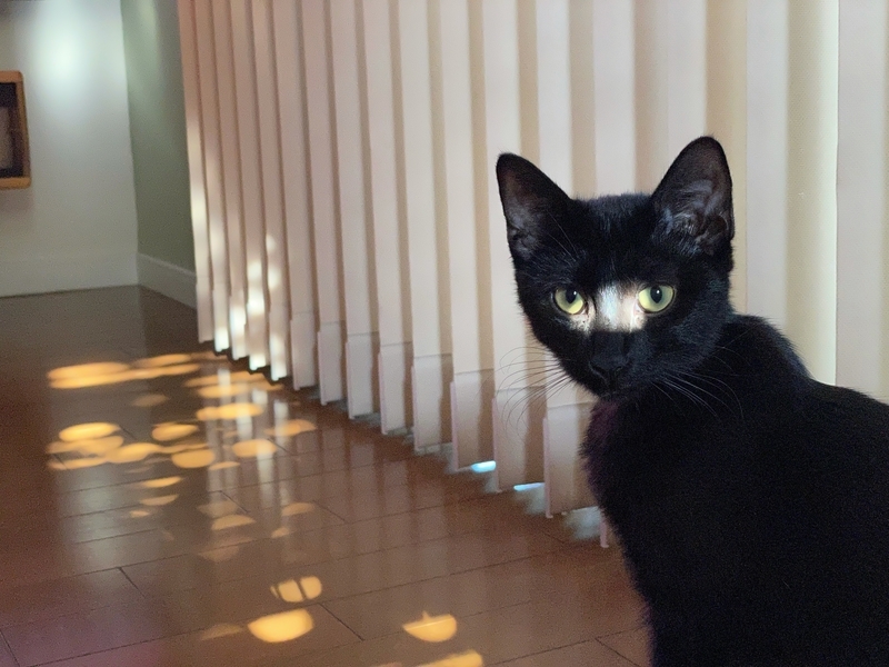 f:id:mappeke:20211102203627j:plain