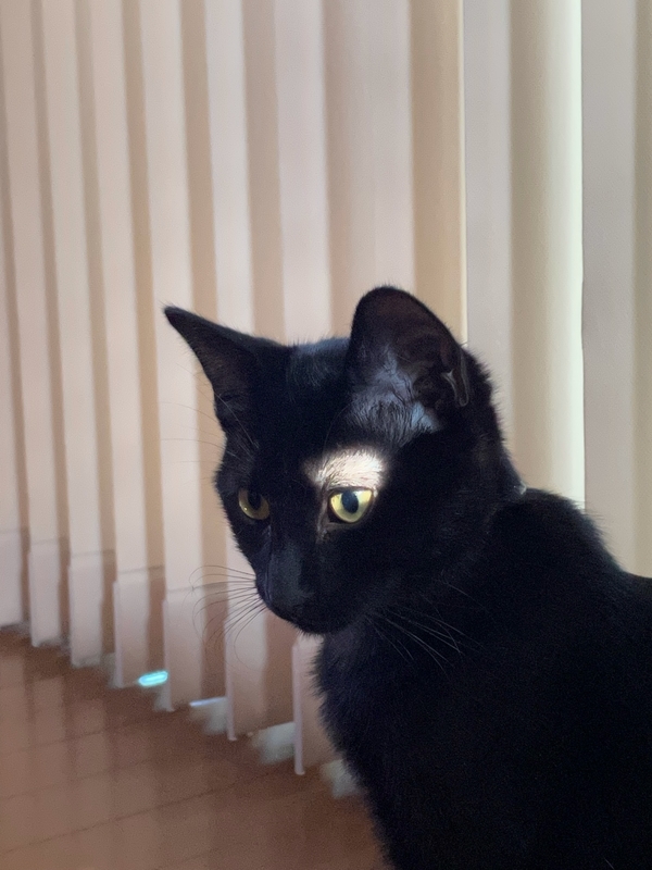 f:id:mappeke:20211102203637j:plain