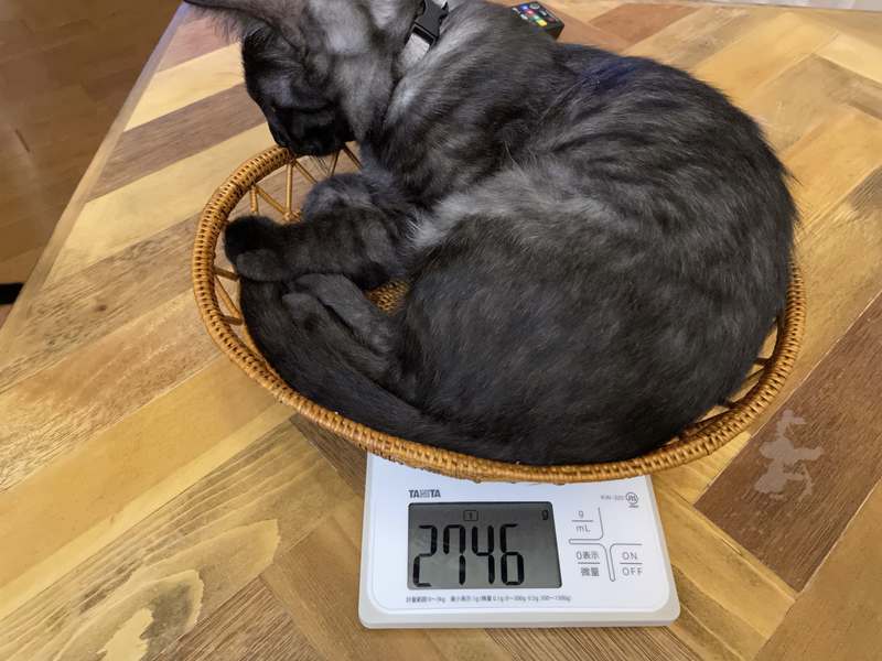 f:id:mappeke:20211102234957j:plain