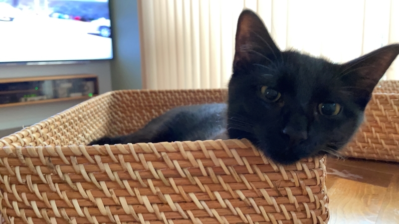 f:id:mappeke:20211113173146j:plain