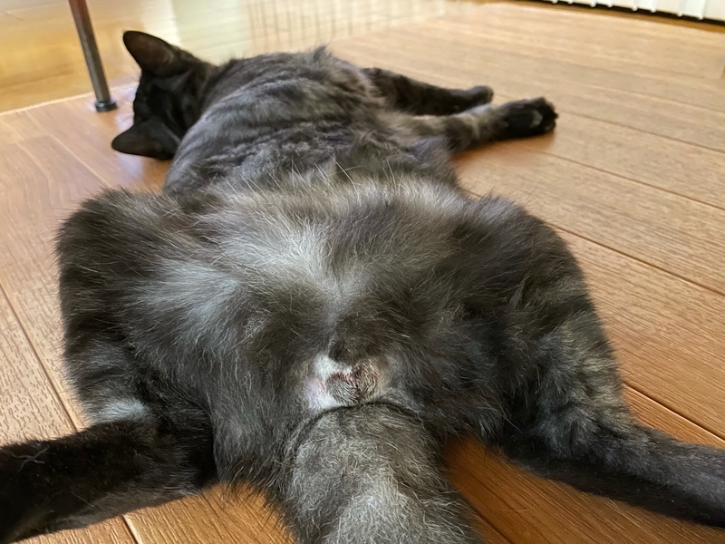 f:id:mappeke:20211114125834j:plain