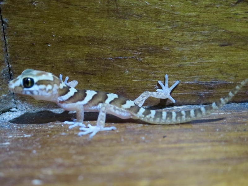 f:id:mappeke:20211129162018j:plain