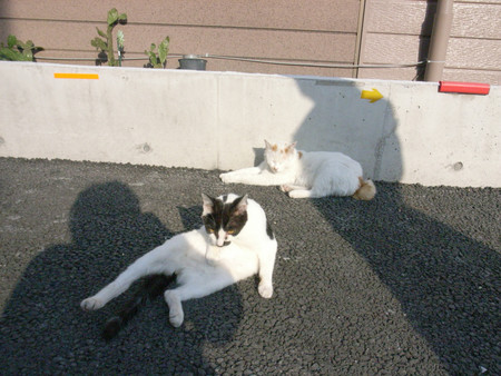 f:id:mar303:20080413190422j:image