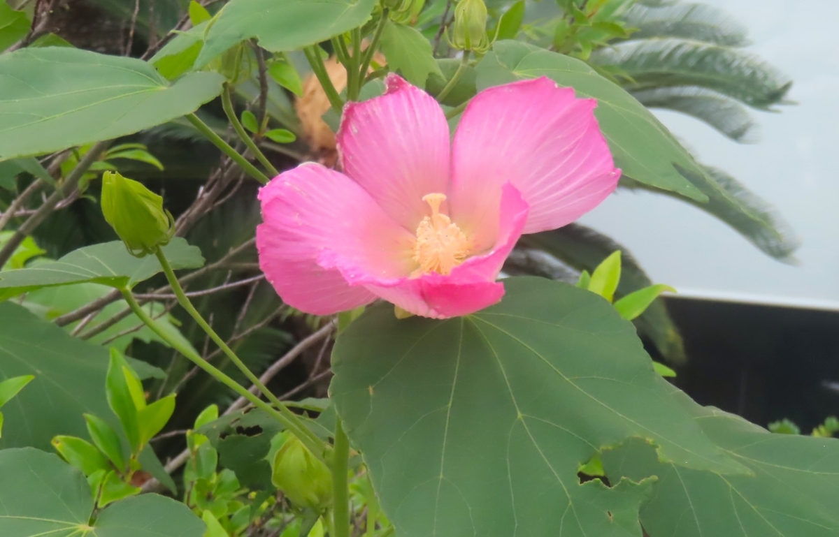 ‼️水芙蓉になりました‼️年末激安OK‼️中国品買取‼️狭西省出土騎馬民族水滴箱付 一重の酔芙蓉、初めて 由伸12勝 村上27号 - 気ままに
