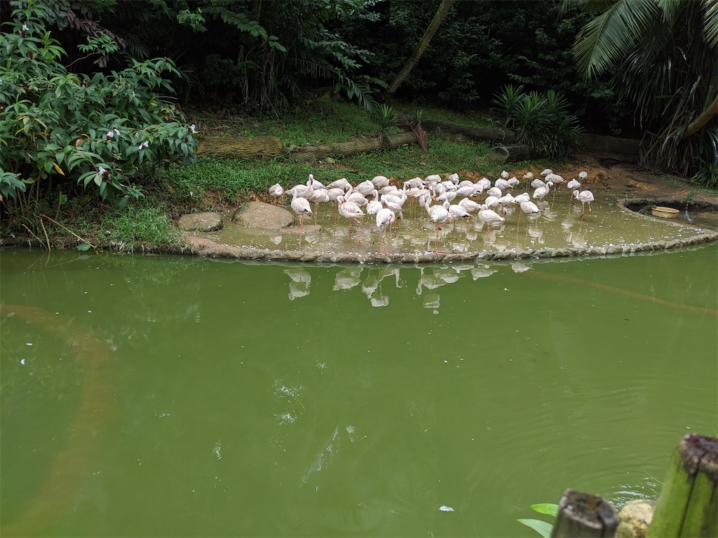 f:id:marcia_singapore:20200729183226j:image