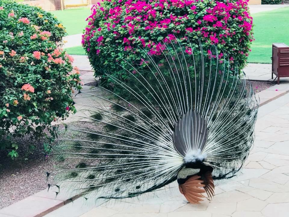 f:id:mareka51:20180921165154j:plain