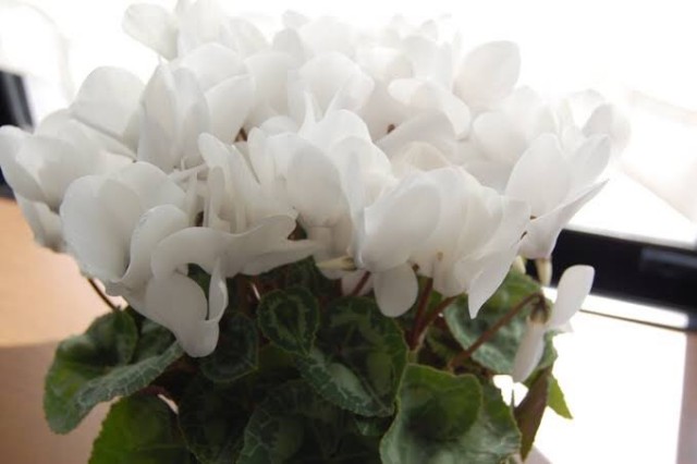 f:id:mareka51:20181231153751j:image