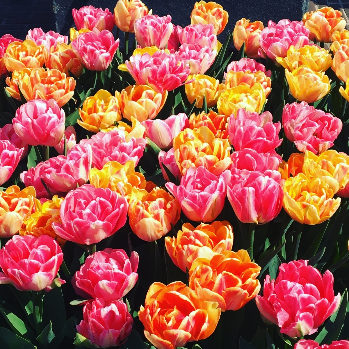 f:id:margotreat:20190512213429j:plain
