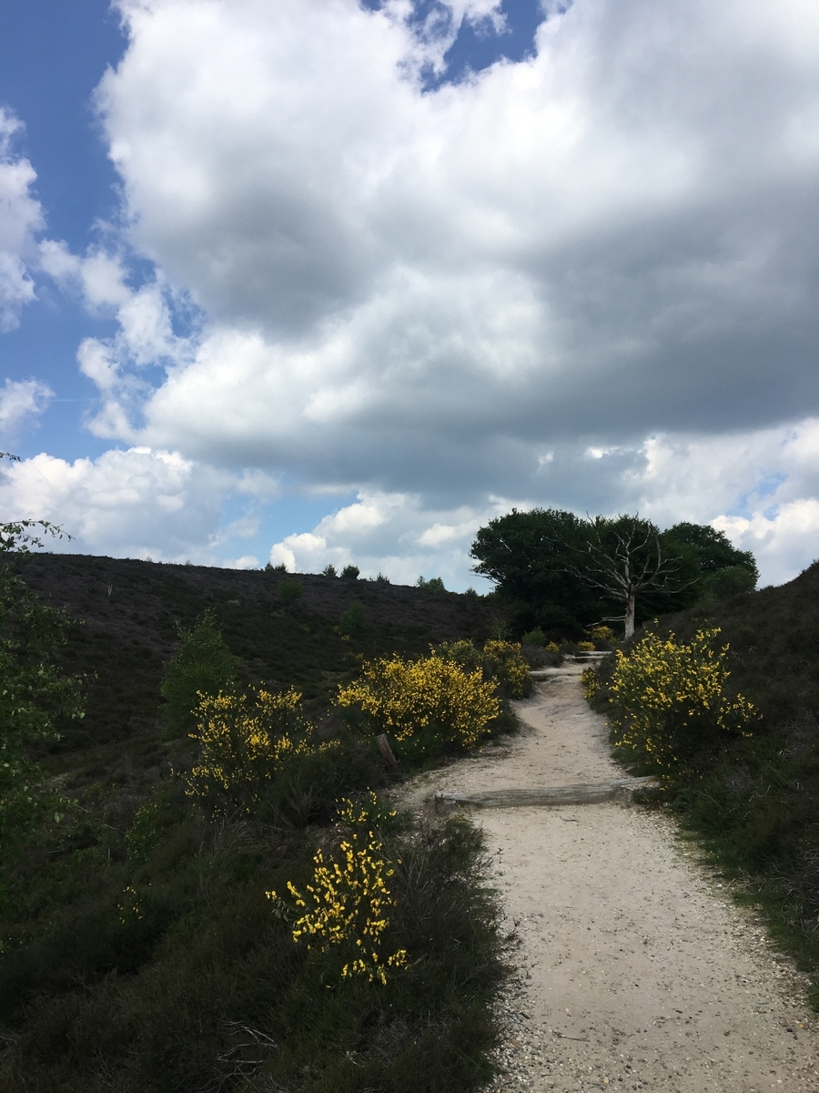 f:id:margotreat:20190607022518j:plain