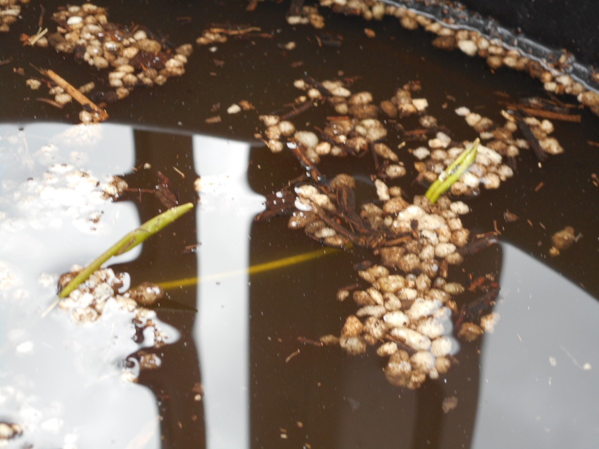 f:id:margrete:20190814172350j:plain