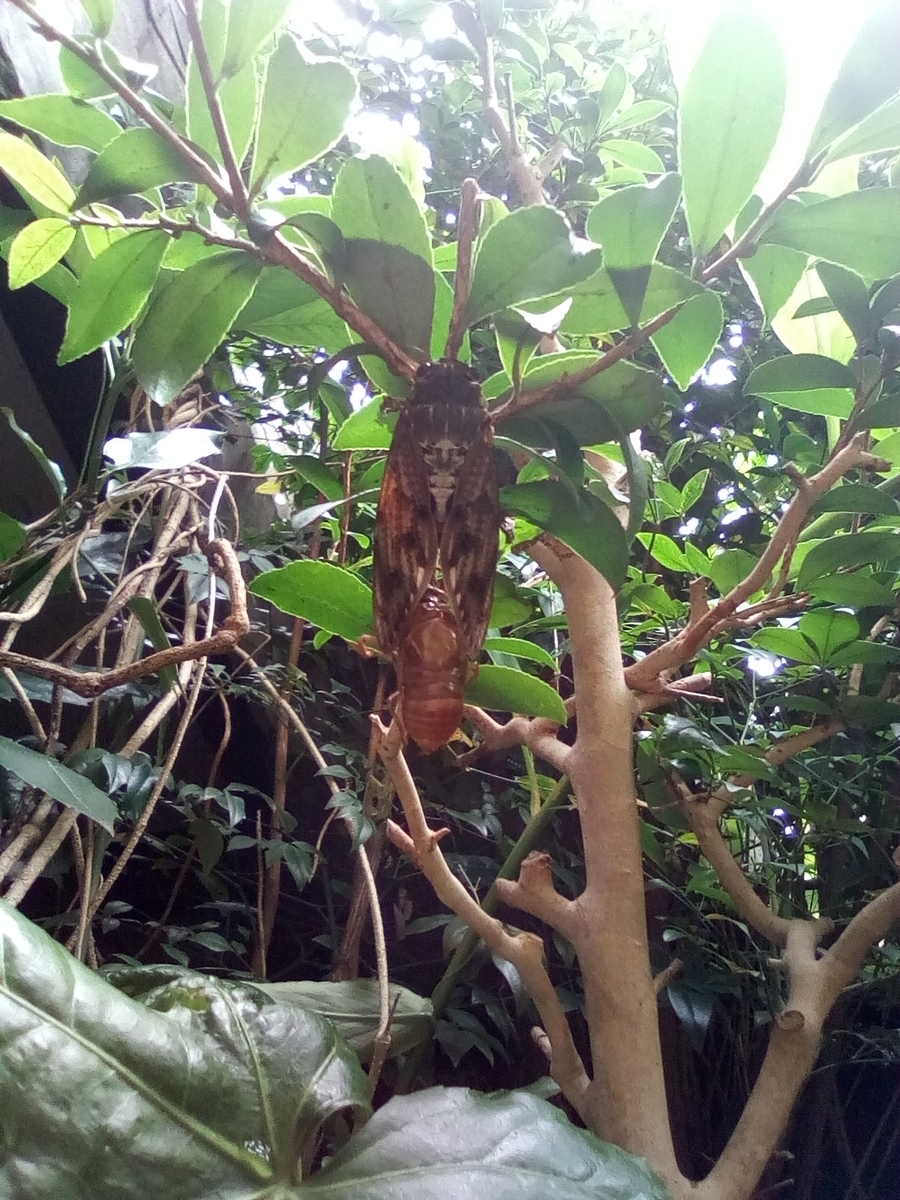 f:id:margrete:20200823092949j:plain