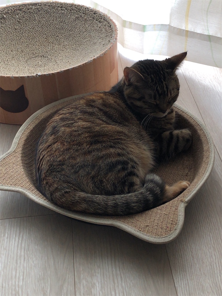 f:id:mari1216:20220407114415j:image