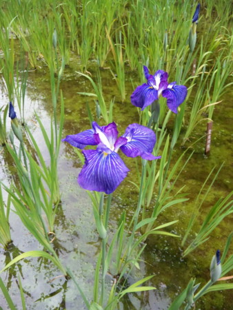f:id:mari37:20100608150500j:image f:id:mari37:20100608150500j:image
