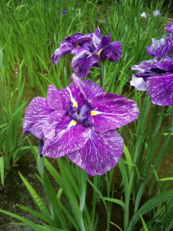 f:id:mari37:20100608150600j:image f:id:mari37:20100608150600j:image
