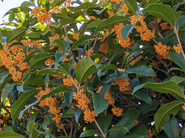 f:id:mari4324:20251006091623j:image