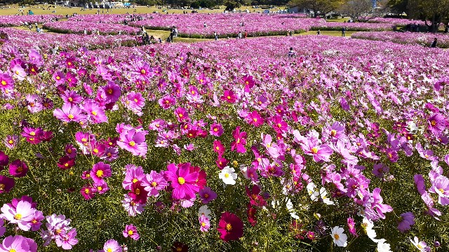 f:id:mari4324:20251006092531j:image