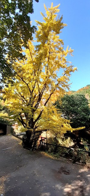 f:id:mari4324:20251006092552j:image