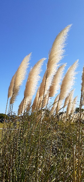 f:id:mari4324:20251006092723j:image