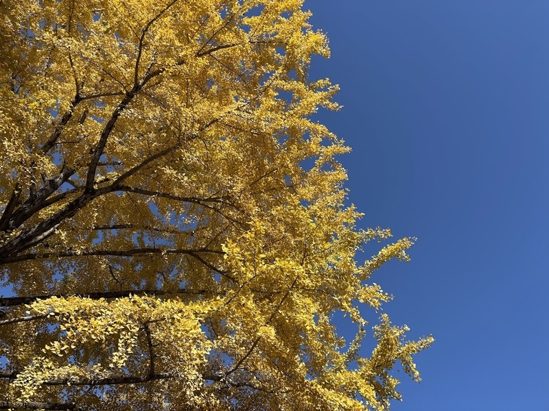国営昭和記念公園の西立川口近くにある黄色く紅葉した銀杏の木と青空。