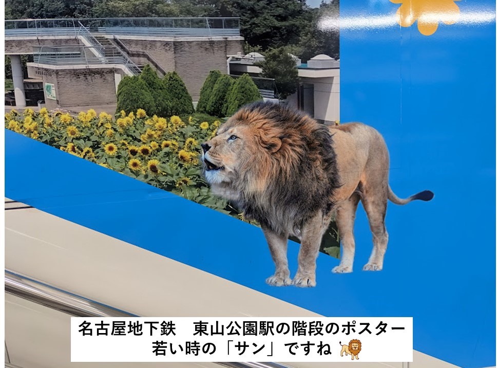 写真で記録 ～寂しい出来事 東山動物園のオスのライオン「サン」が1月3
