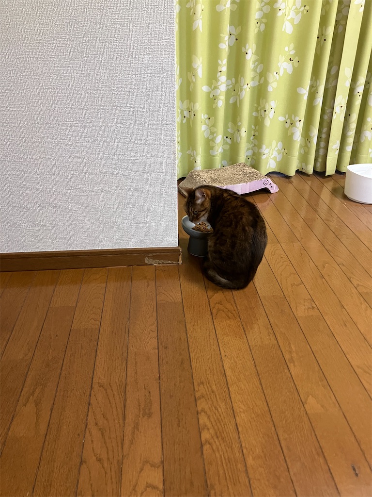 f:id:mariaodai:20260629161000j:image f:id:mariaodai:20260629161000j:image