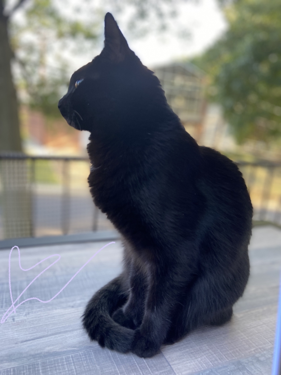 f:id:maribes:20210911120409j:plain