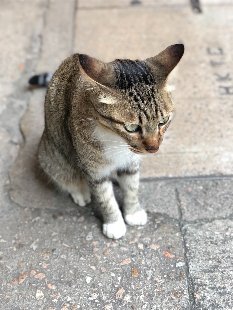 f:id:maricar9710:20181025214026j:image f:id:maricar9710:20181025214026j:image