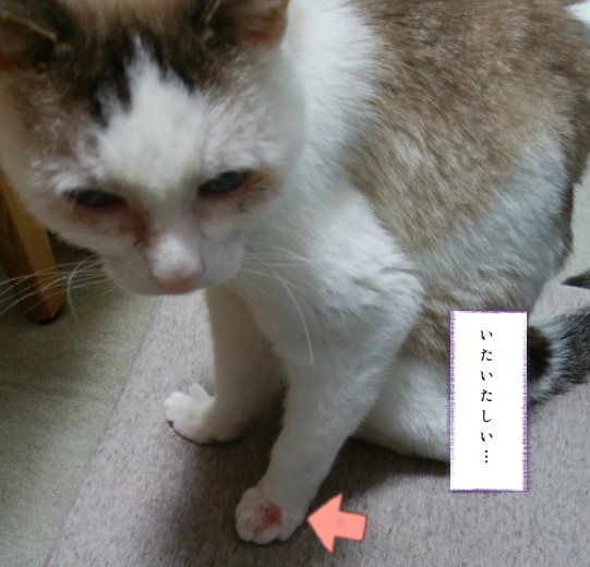 f:id:maricats:20210710021156p:plain