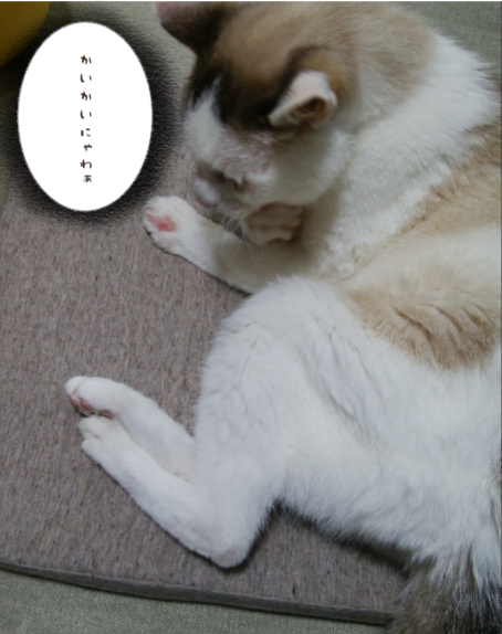f:id:maricats:20210710021226p:plain