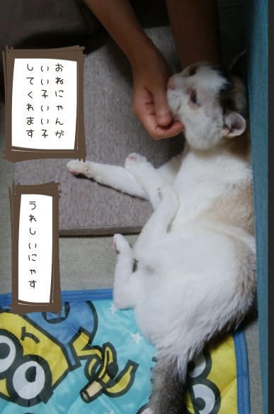 f:id:maricats:20210710021338p:plain