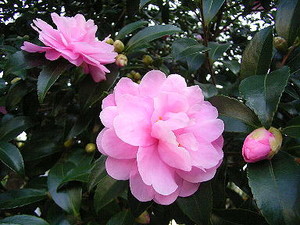 f:id:marichan2:20061224210928j:image f:id:marichan2:20061224210928j:image