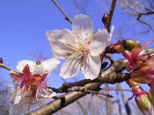 f:id:marichan2:20061227195519j:image f:id:marichan2:20061227195519j:image