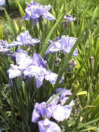 f:id:marico_0113:20060624121919j:image:h200