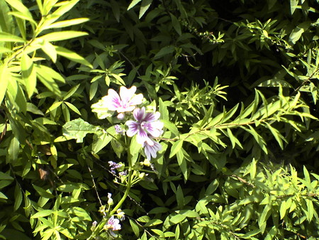 f:id:marico_0113:20060624122224j:image:w250