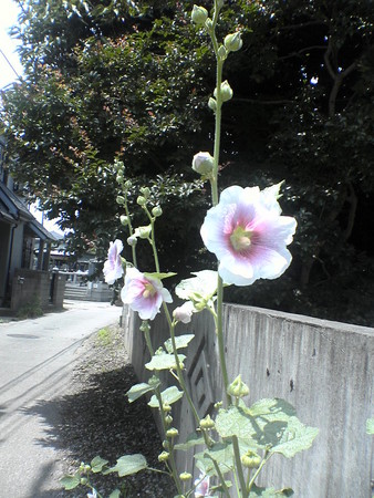 f:id:marico_0113:20060624122559j:image:h200
