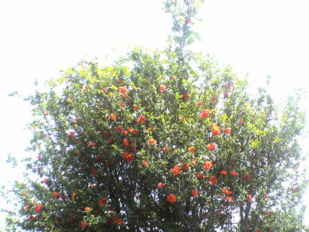 f:id:marico_0113:20060624122753j:image:w250